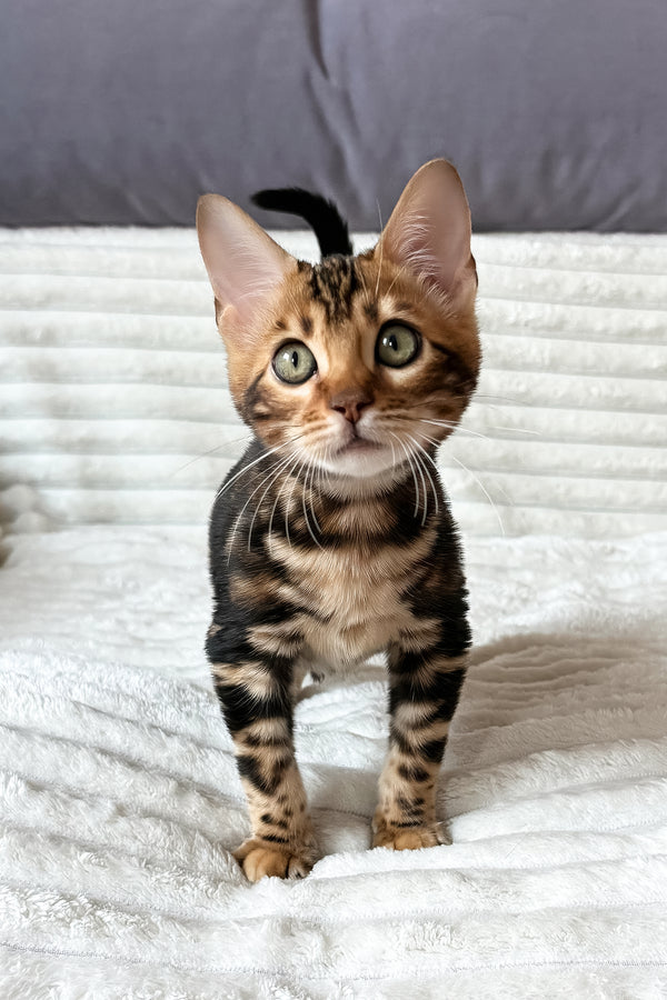 Lucky | Bengal Kitten