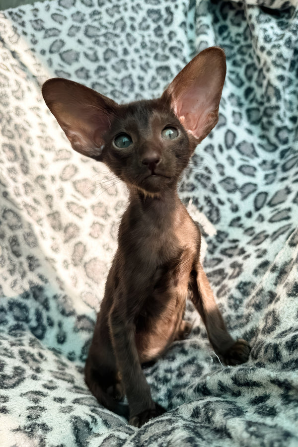 Lucia | Oriental Shorthair Kitten
