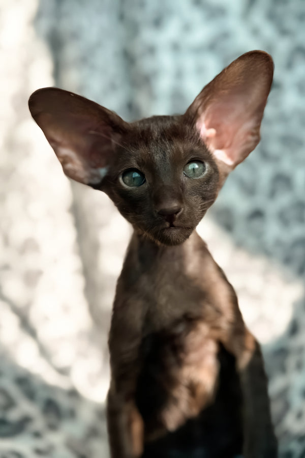 Lucia | Oriental Shorthair Kitten