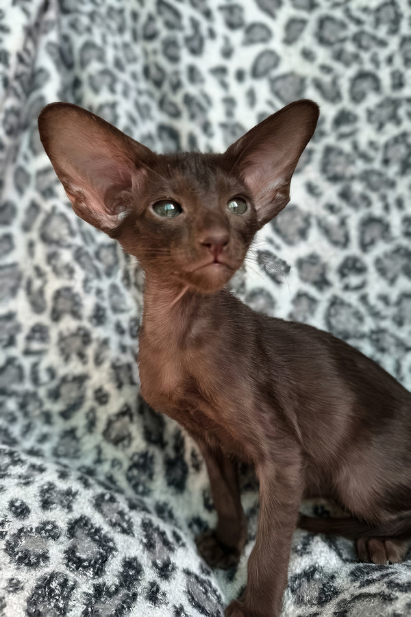 Lucia | Oriental Shorthair Kitten