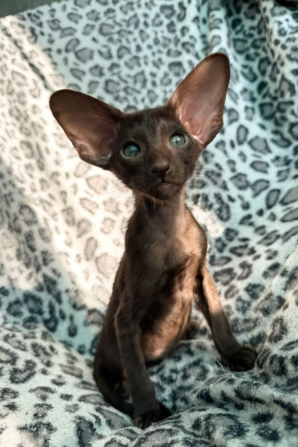 Lucia | Oriental Shorthair Kitten