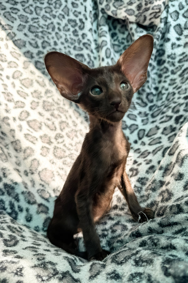 Lucia | Oriental Shorthair Kitten