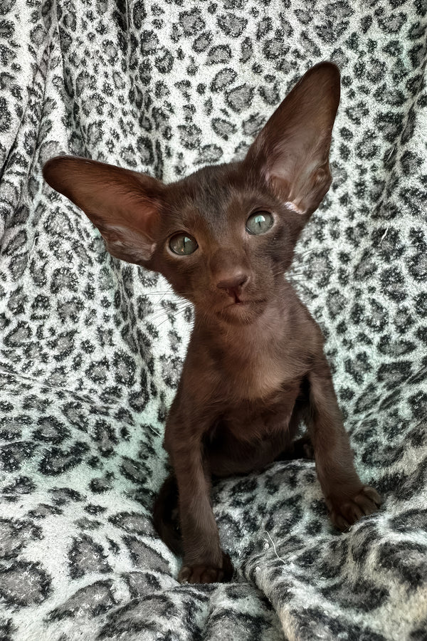 Lucia | Oriental Shorthair Kitten