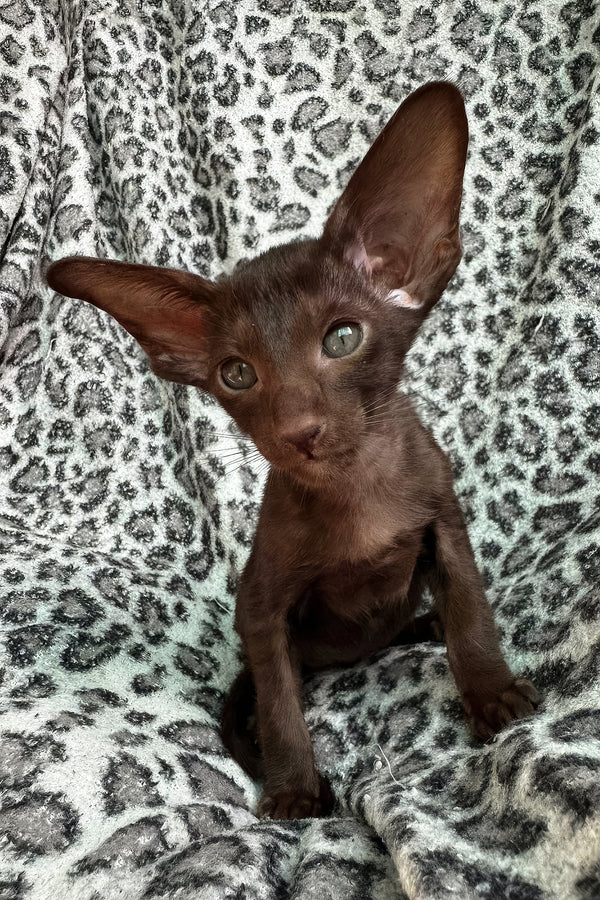 Lucia | Oriental Shorthair Kitten