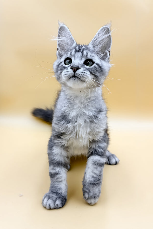 Luky | Maine Coon Kitten