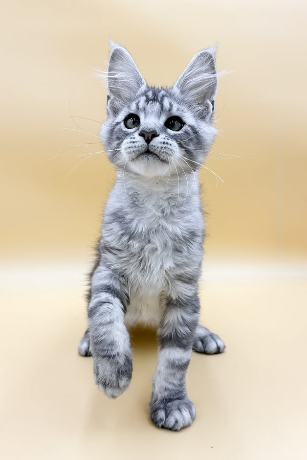 Luky | Maine Coon Kitten