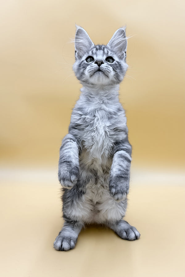 Luky | Maine Coon Kitten