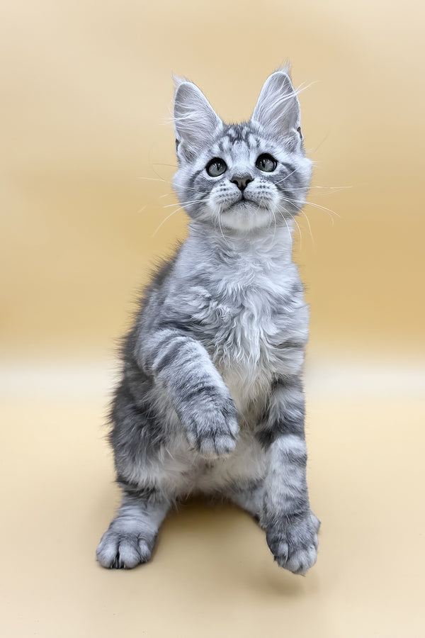 Luky | Maine Coon Kitten