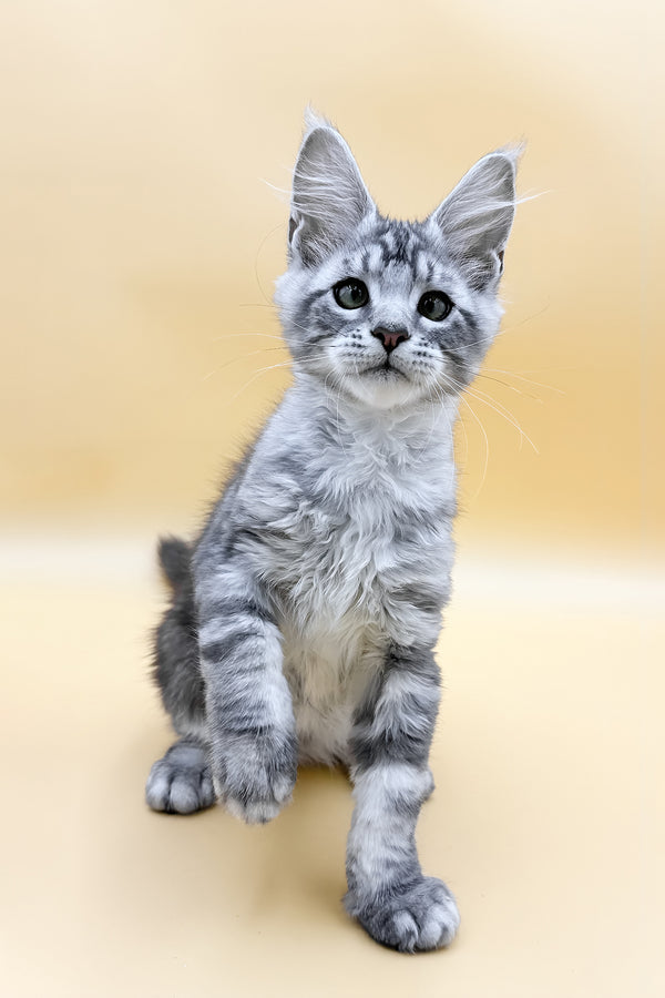 Luky | Maine Coon Kitten