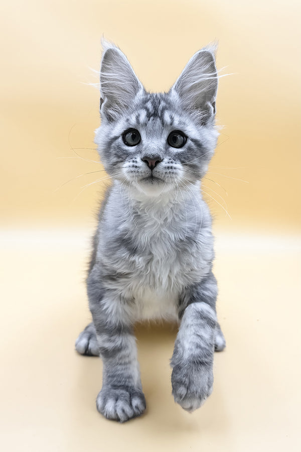 Luky | Maine Coon Kitten