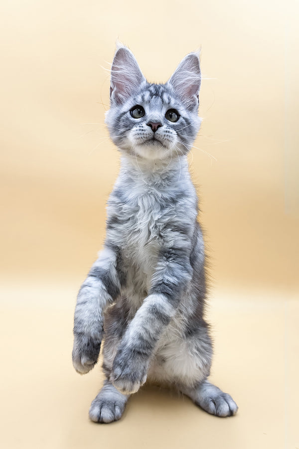 Luky | Maine Coon Kitten