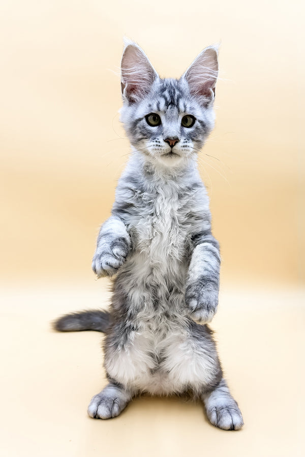 Luky | Maine Coon Kitten
