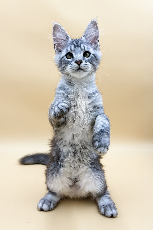 Luky | Maine Coon Kitten