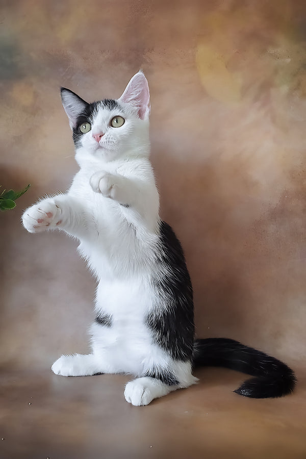 Lulu | Munchkin Kitten
