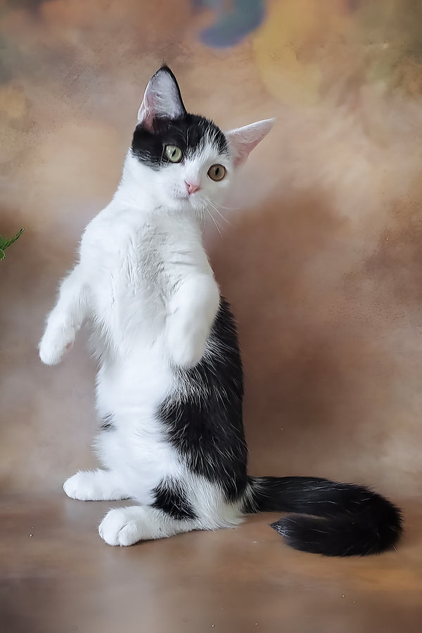 Lulu | Munchkin Kitten