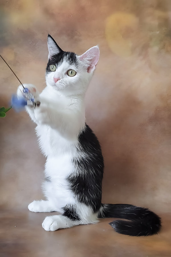 Lulu | Munchkin Kitten