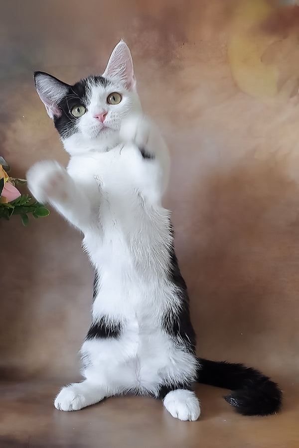 Lulu | Munchkin Kitten