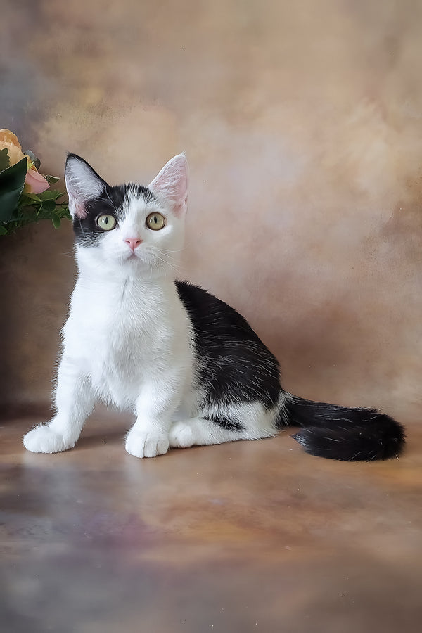 Lulu | Munchkin Kitten