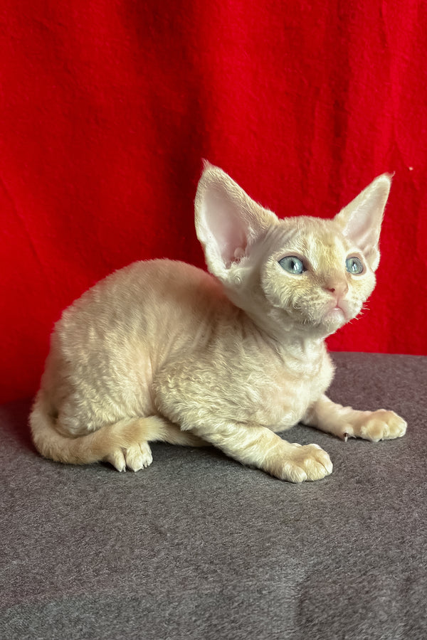 Lumeo | Devon Rex Kitten