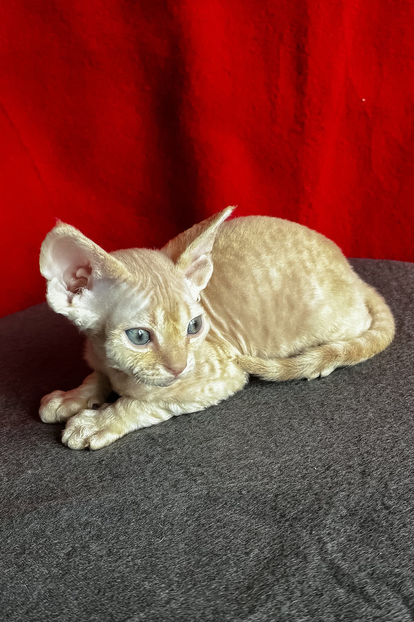 Lumeo | Devon Rex Kitten
