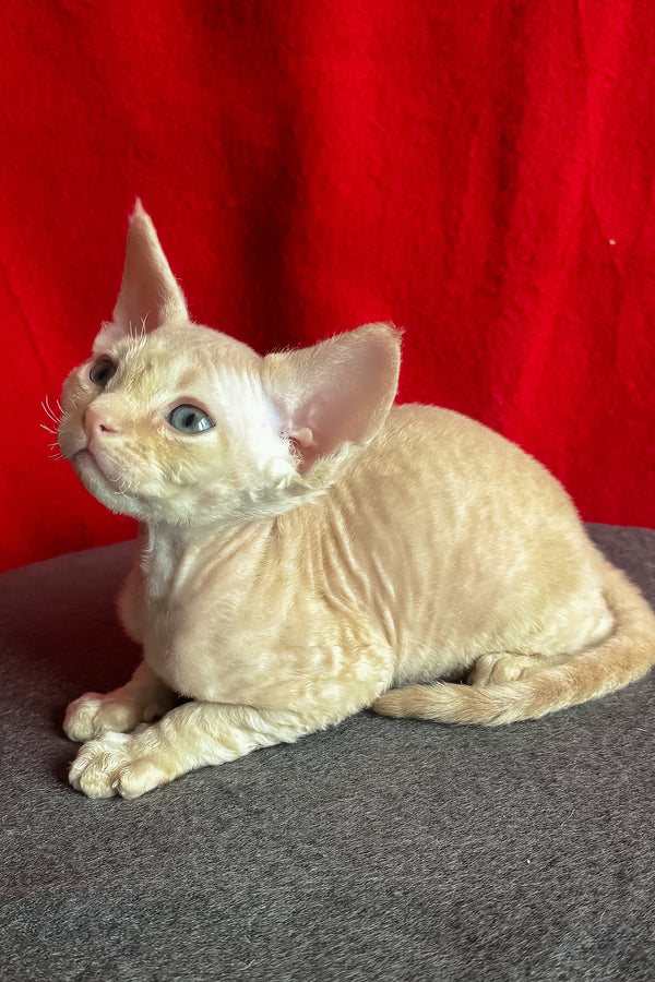 Lumeo | Devon Rex Kitten