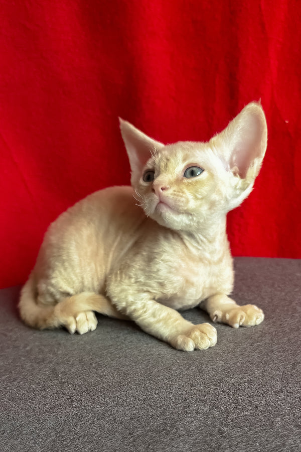 Lumeo | Devon Rex Kitten
