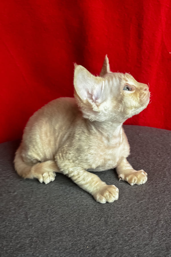 Lumeo | Devon Rex Kitten