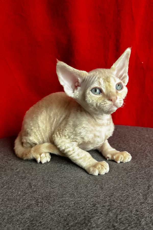 Lumeo | Devon Rex Kitten