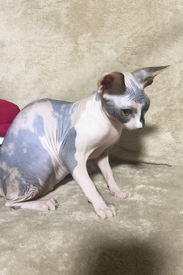 Luna | Canadian Sphynx Kitten