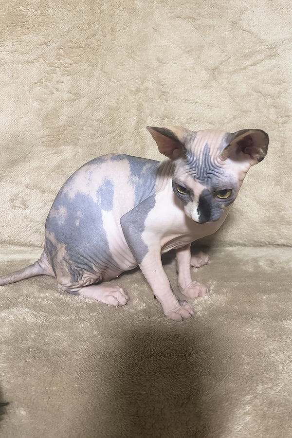Luna | Canadian Sphynx Kitten