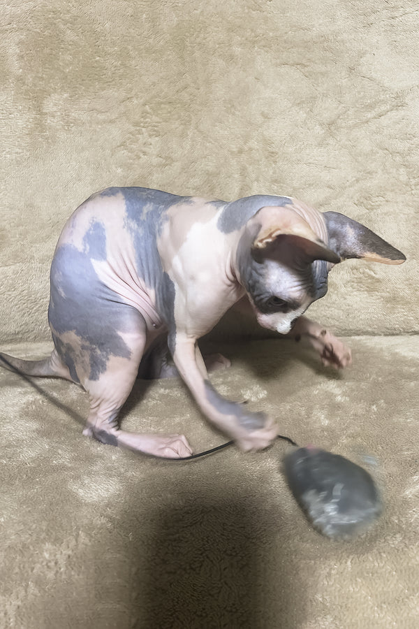 Luna | Canadian Sphynx Kitten