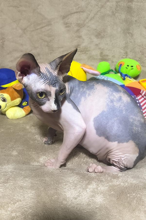 Luna | Canadian Sphynx Kitten