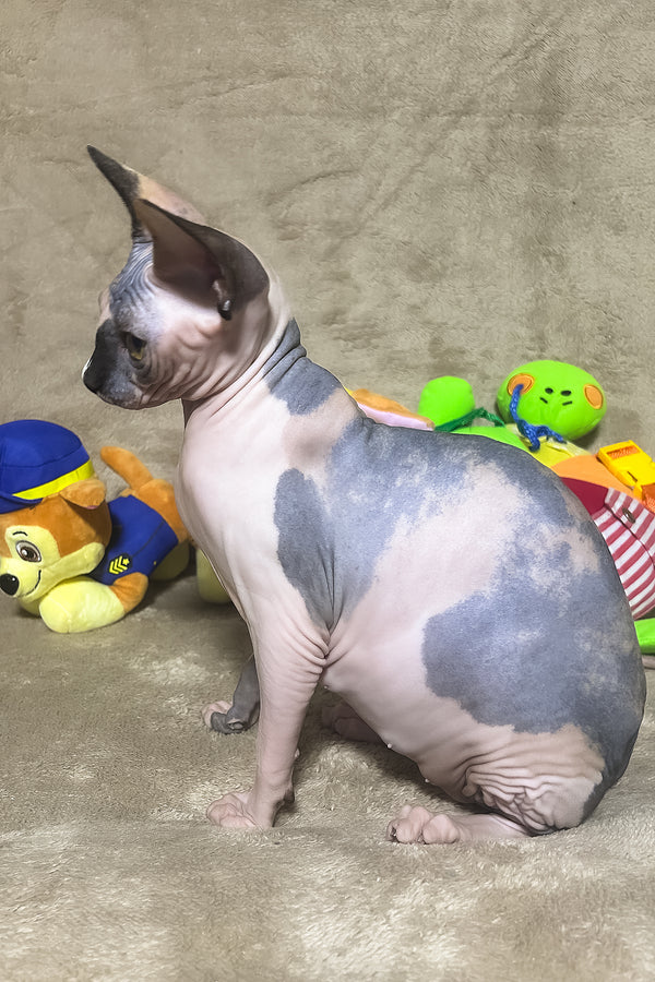 Luna | Canadian Sphynx Kitten