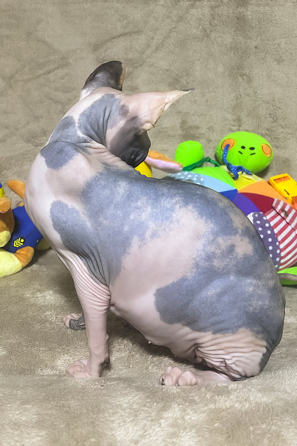 Luna | Canadian Sphynx Kitten