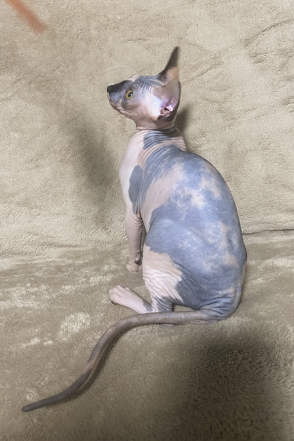 Luna | Canadian Sphynx Kitten