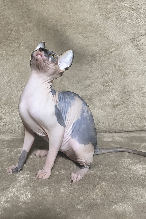 Luna | Canadian Sphynx Kitten