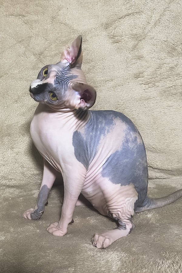 Luna | Canadian Sphynx Kitten