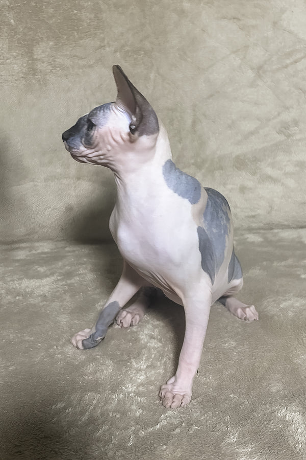 Luna | Canadian Sphynx Kitten