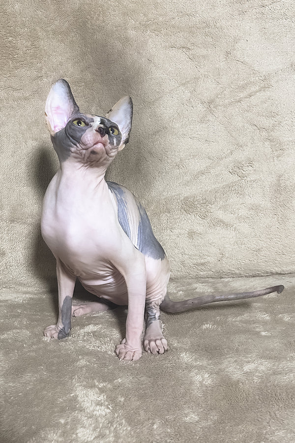 Luna | Canadian Sphynx Kitten