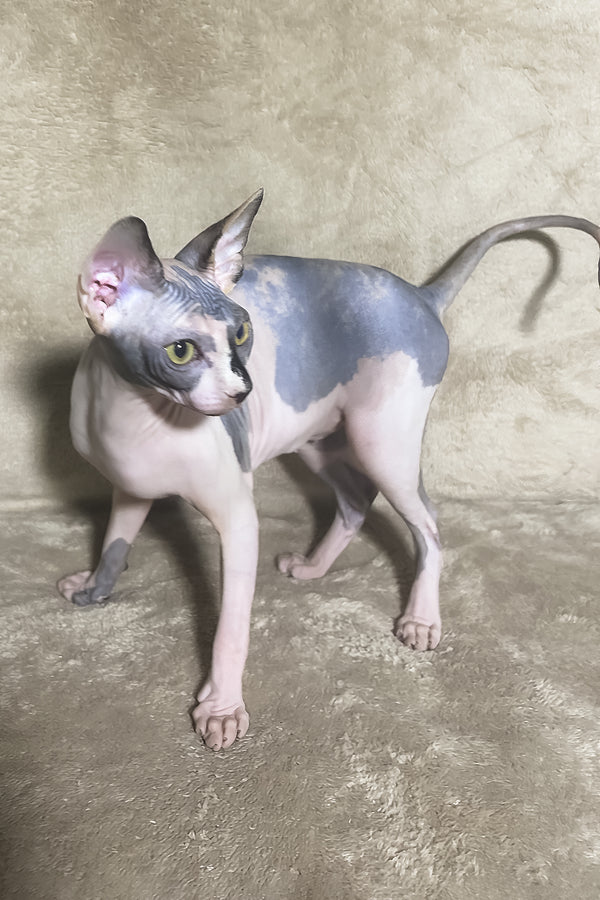 Luna | Canadian Sphynx Kitten