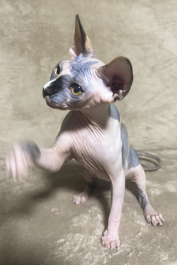 Luna | Canadian Sphynx Kitten