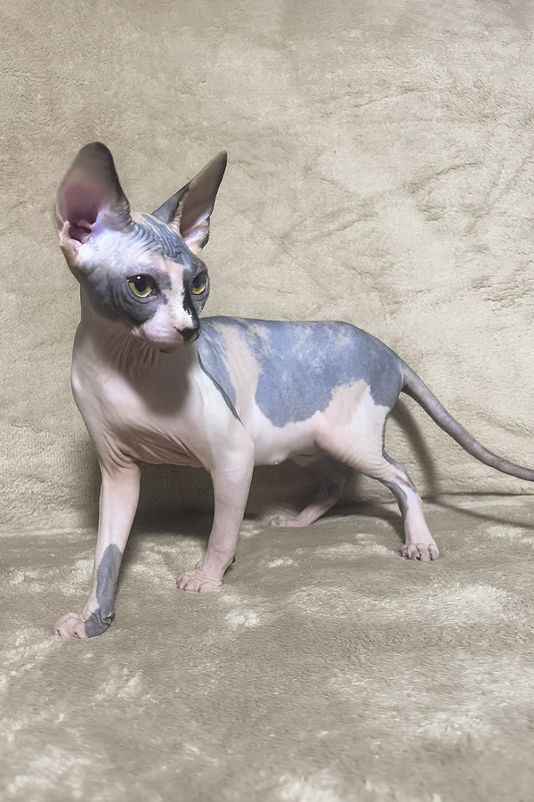 Luna | Canadian Sphynx Kitten