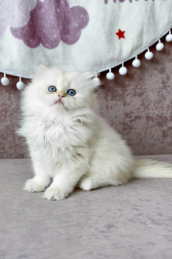 Luna | British Longhair Kitten