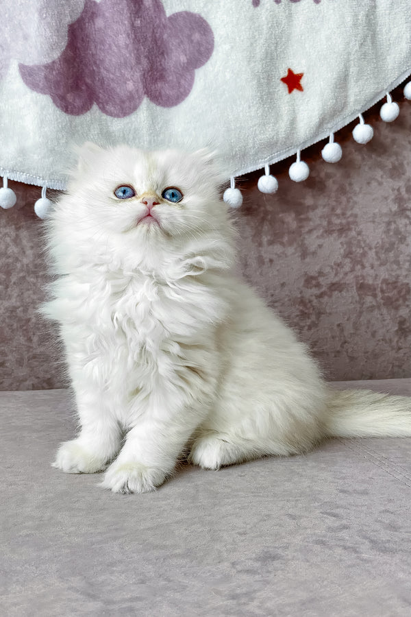Luna | British Longhair Kitten