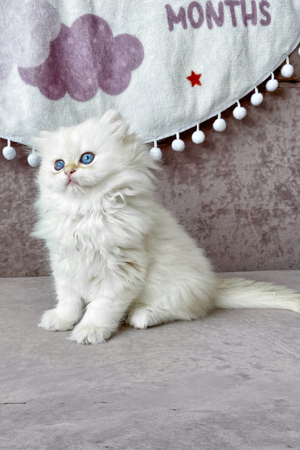 Luna | British Longhair Kitten