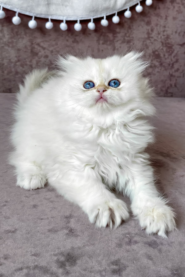 Luna | British Longhair Kitten