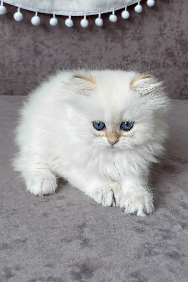 Luna | British Longhair Kitten