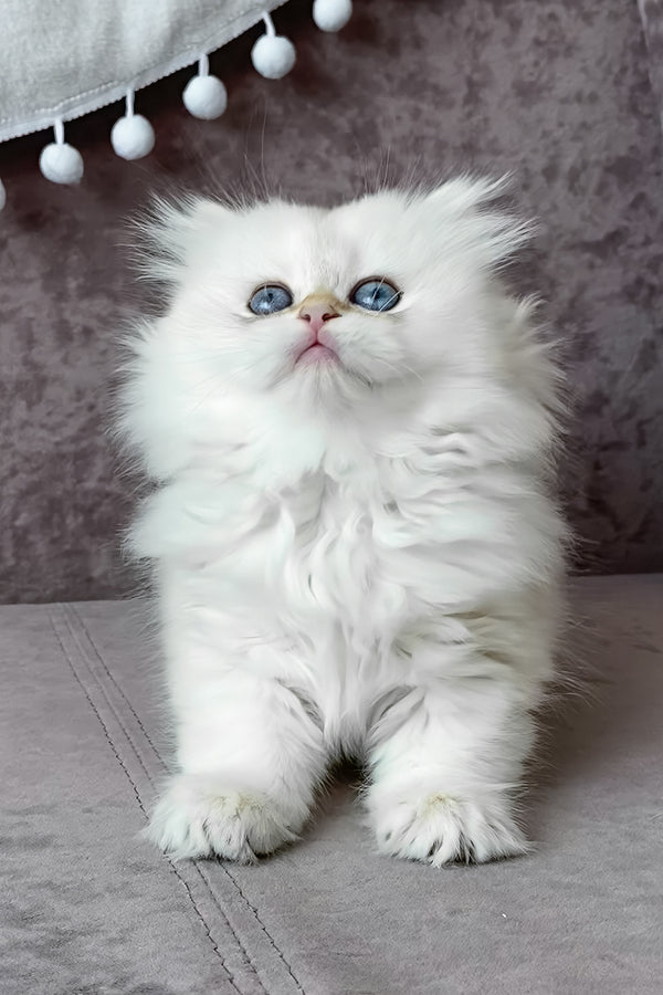 Luna | British Longhair Kitten