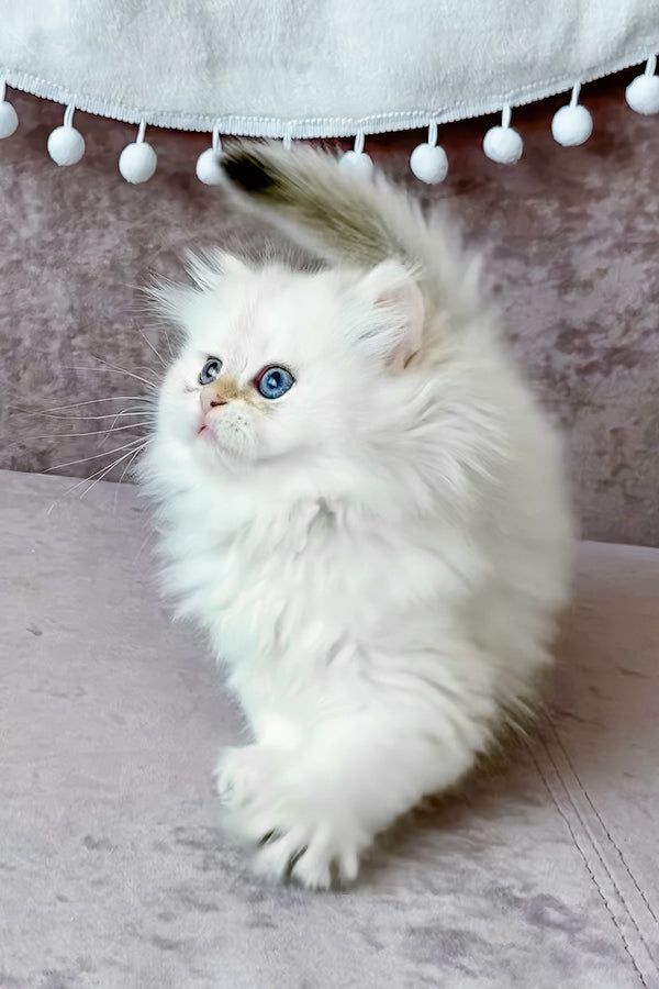 Luna | British Longhair Kitten