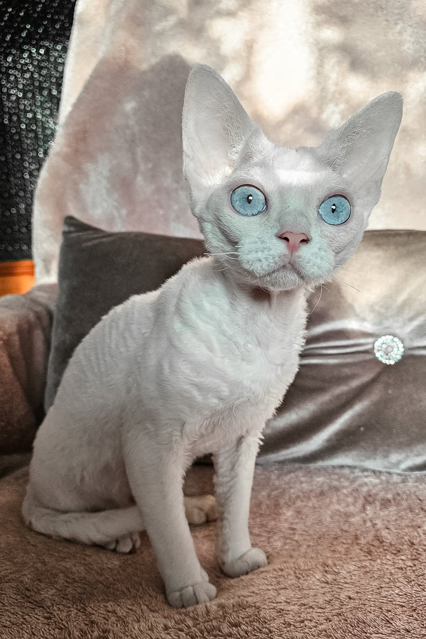 Luna | Devon Rex Kitten
